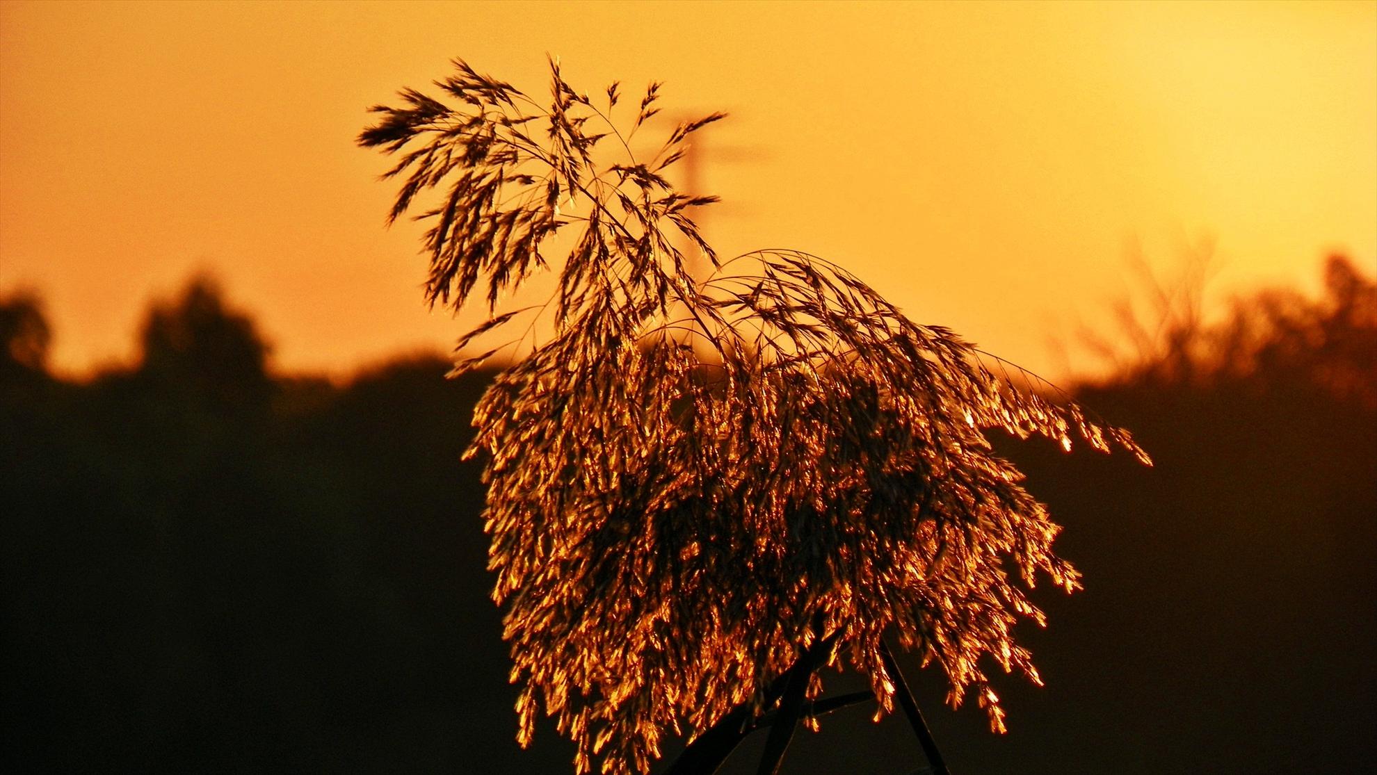 Sunset - 1009056.JPG